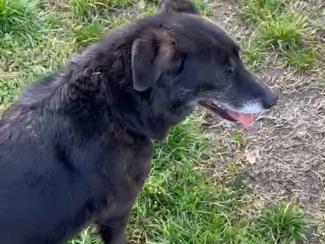 Adozione cane, femmina, Razza sconosciuta Razza sconosciuta, 6 anni, taglia media, Pavia