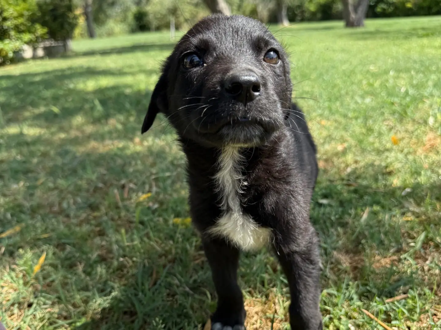 Adozione cane, maschio, Pastore tedesco Razza sconosciuta, 1 anno e 6 mesi, taglia media, Matera