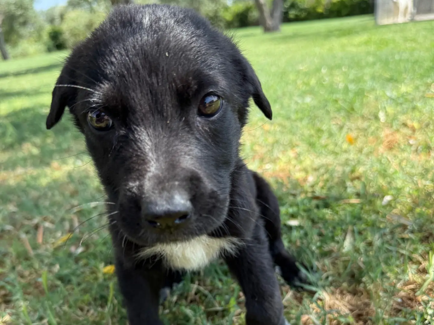 Adotta un cane, taglia media, maschio, Matera