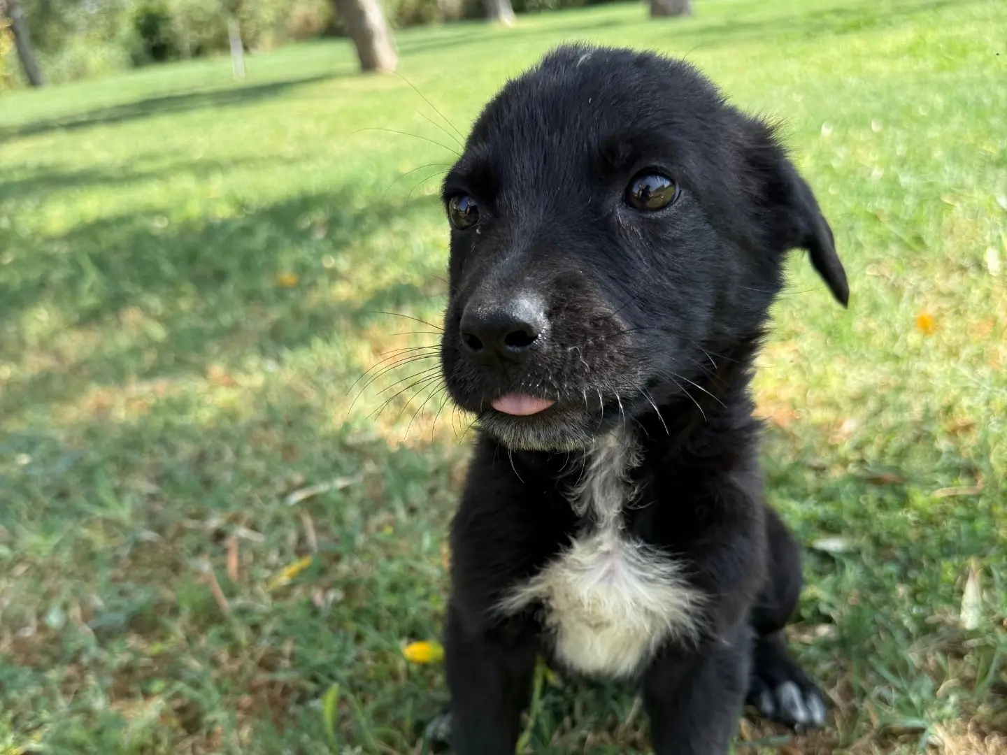 Adotta un cane, maschio, 1 anno e 6 mesi, Matera