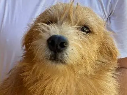 Adozione cane, maschio, Razza sconosciuta Razza sconosciuta, 3 anni e 5 mesi, taglia piccola, Udine