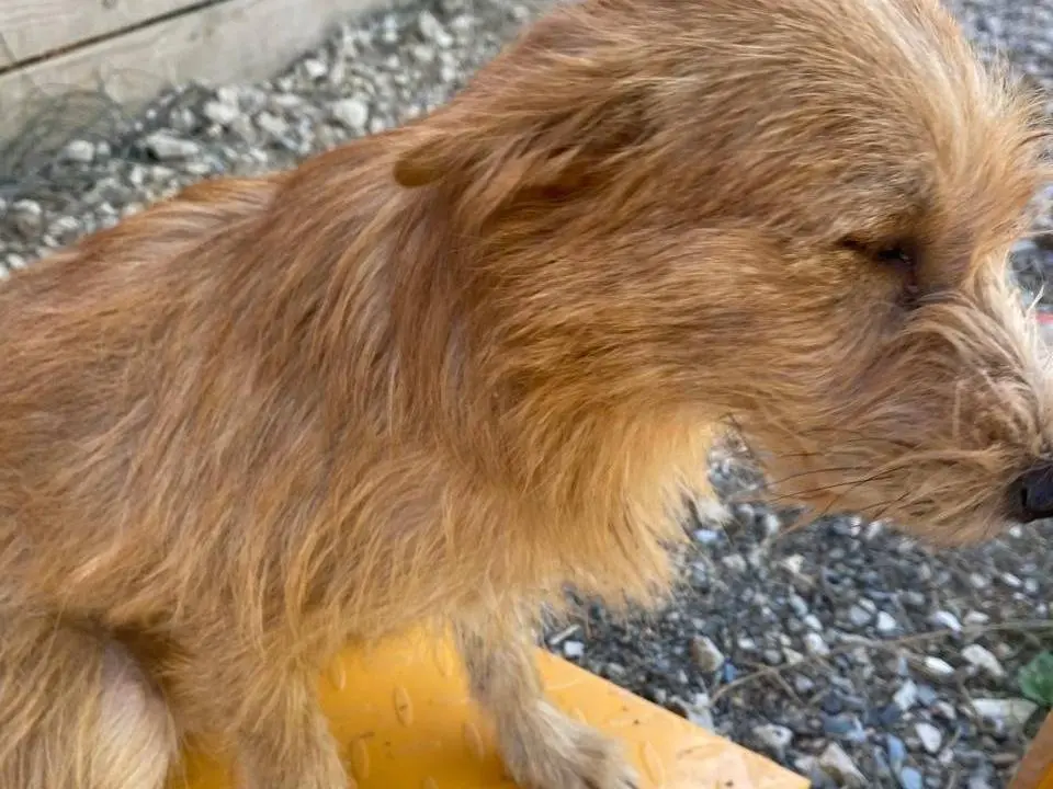 Vuoi adottare un cane a Udine?