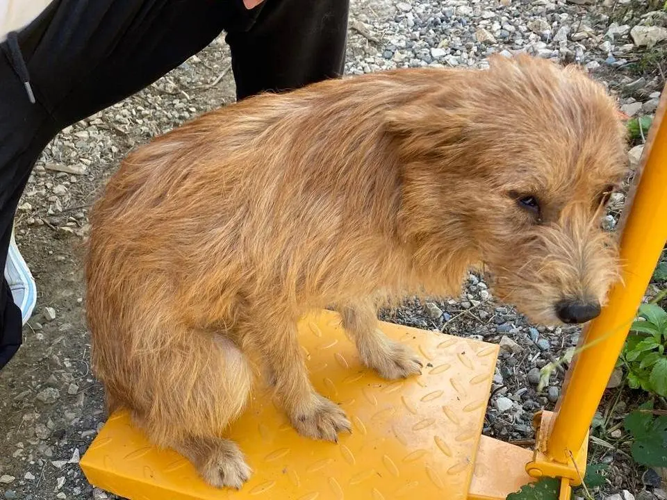 Adotta un cane, maschio, 3 anni e 5 mesi, Udine