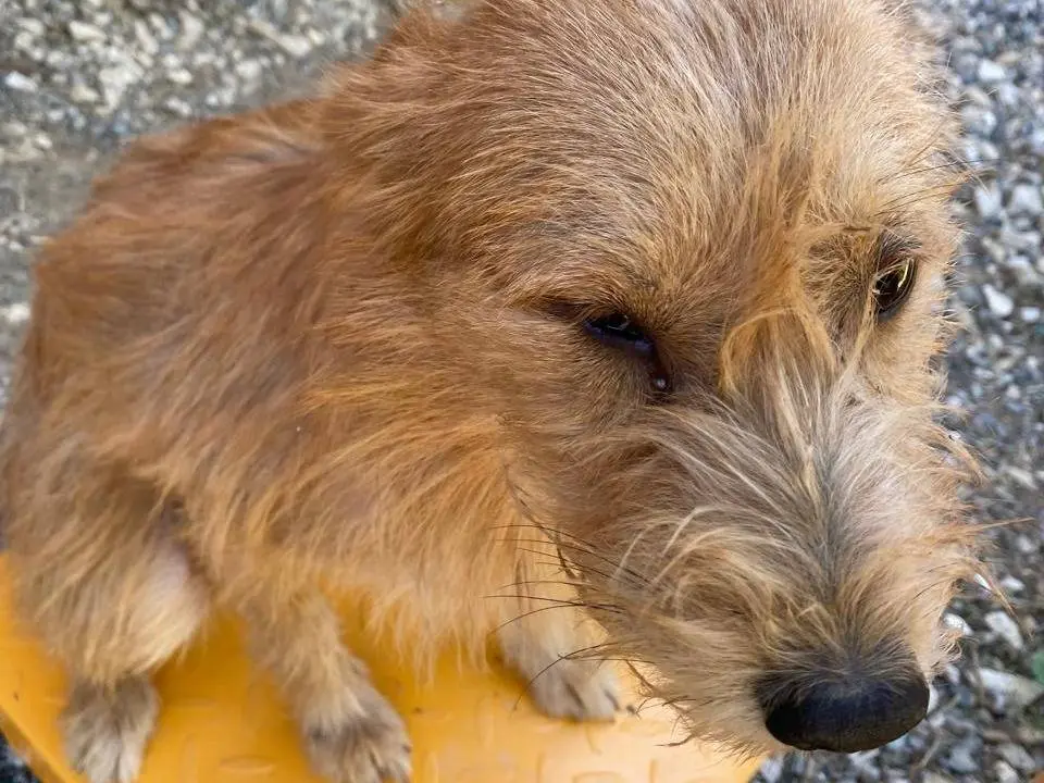 Adotta un cane, taglia piccola, maschio, Udine