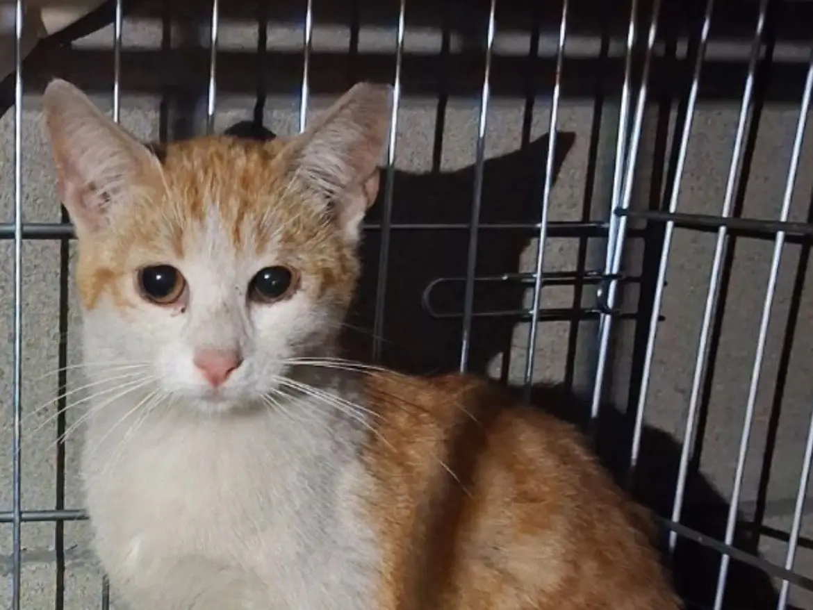 Adozione gatto, maschio, Razza sconosciuta Razza sconosciuta, 6 mesi, taglia non valida, Torino