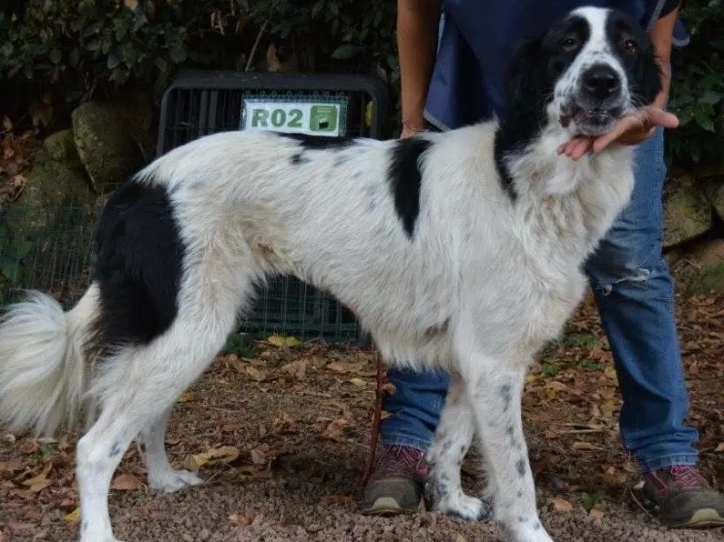 Adotta un cane, femmina, 1 anno e 3 mesi, Roma