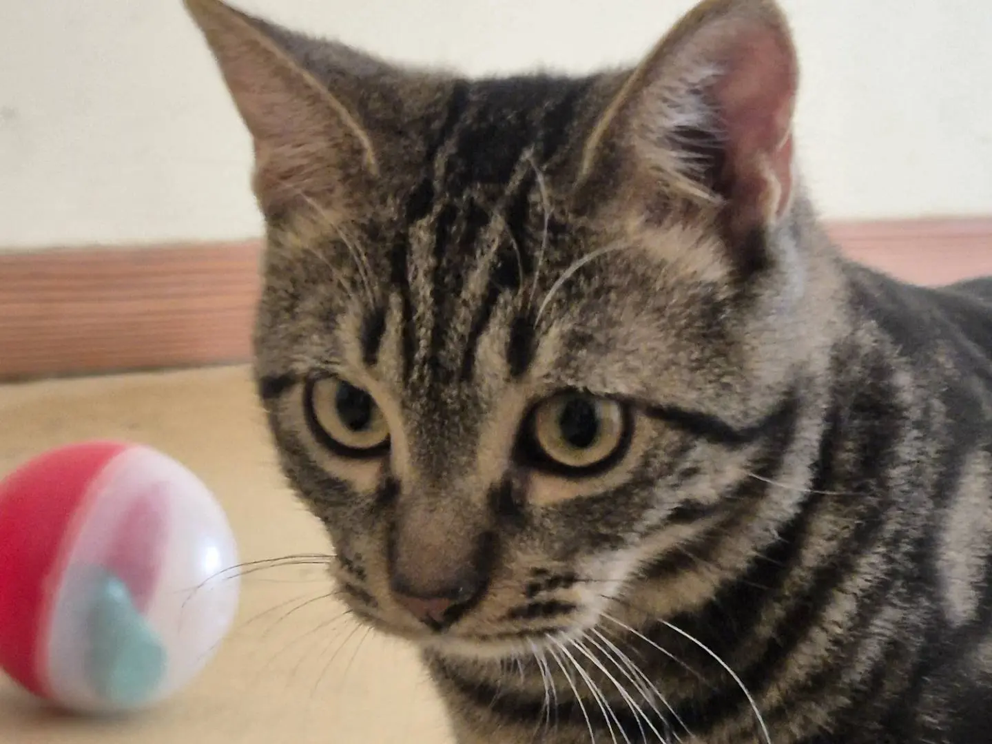 Vuoi adottare un gatto a Bari?