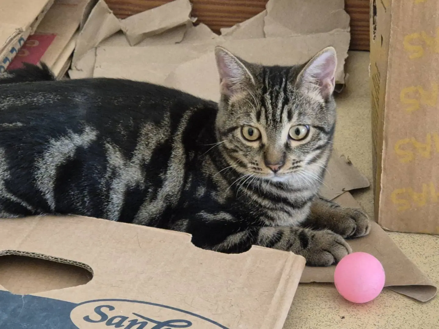 Adozione gatto, maschio, Razza sconosciuta Razza sconosciuta, 5 mesi, taglia non valida, Bari