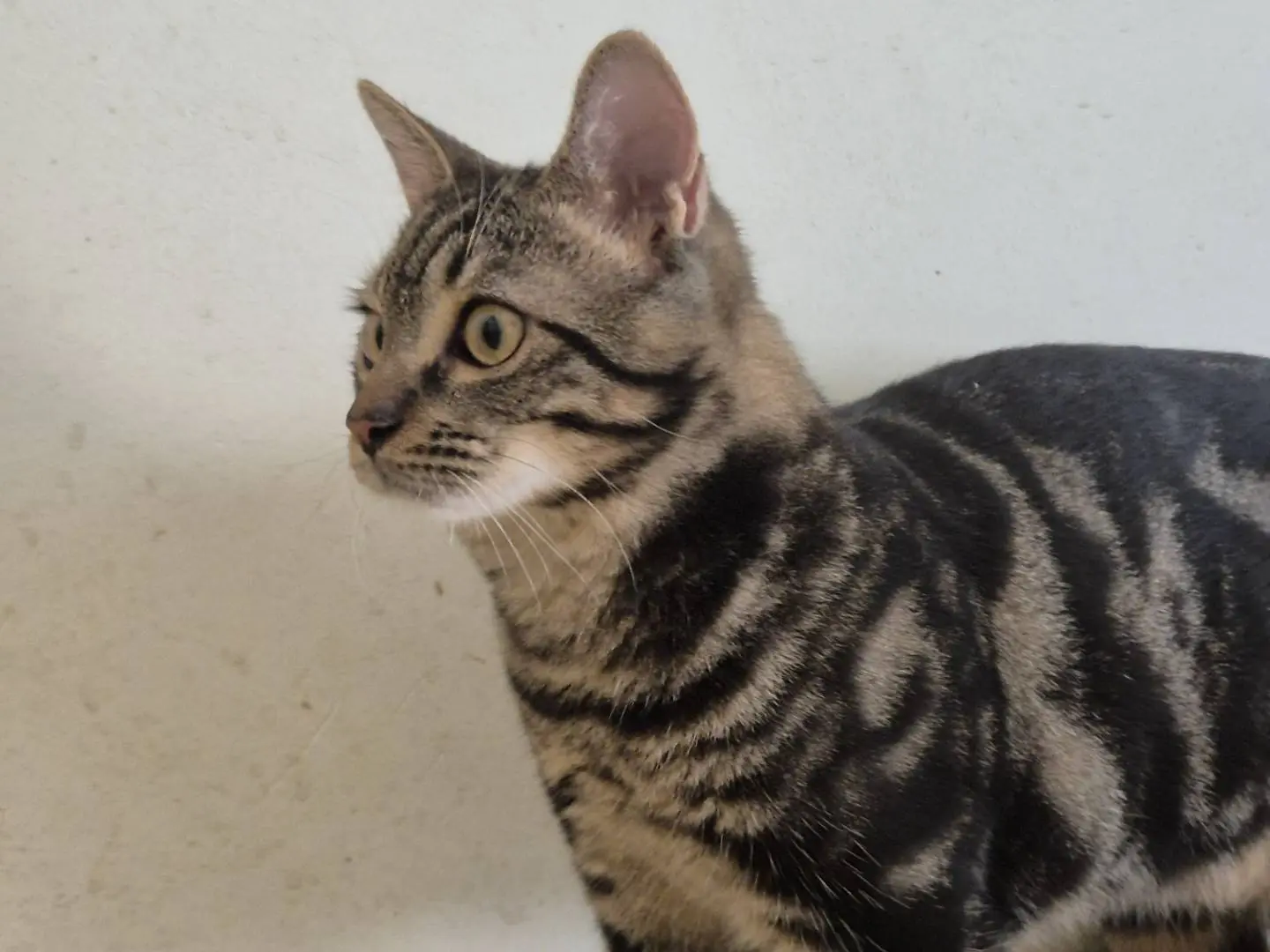 Adotta un gatto, taglia non valida, maschio, Bari