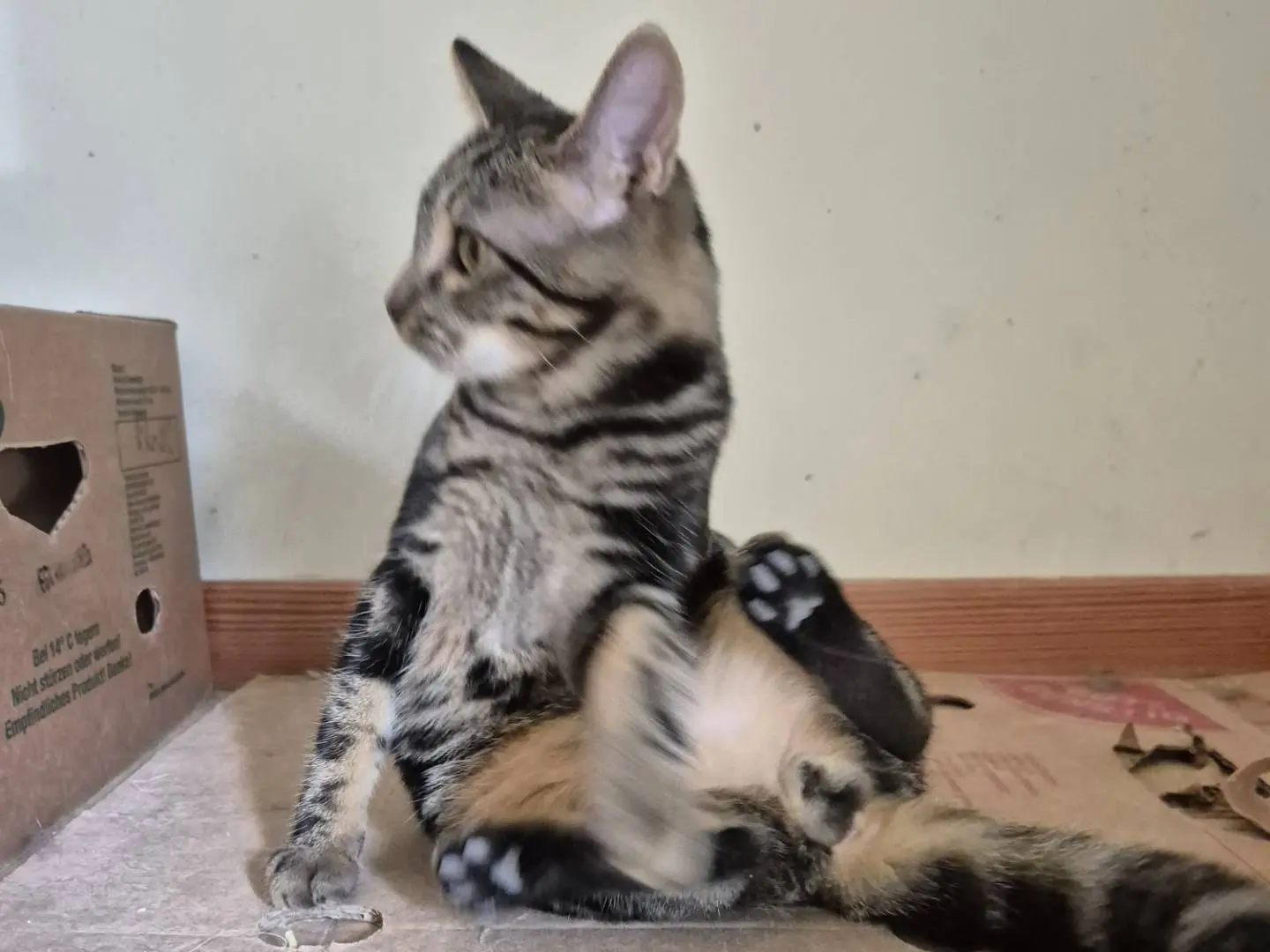 Adotta il gatto Tokyo a Bari