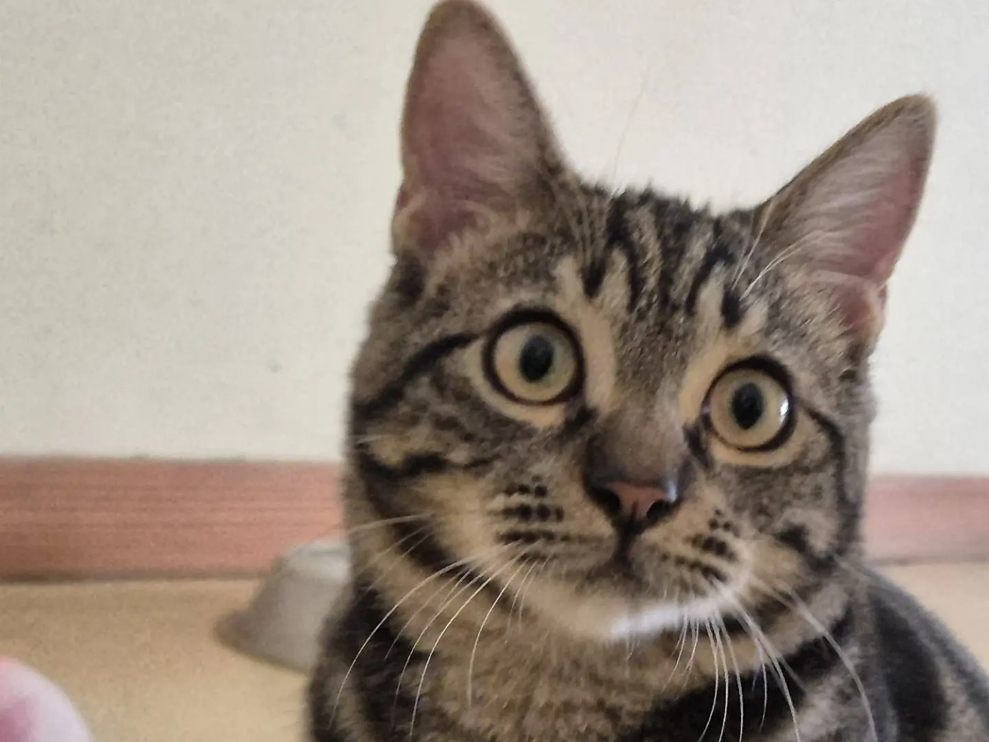Adotta un gatto, maschio, 5 mesi, Bari