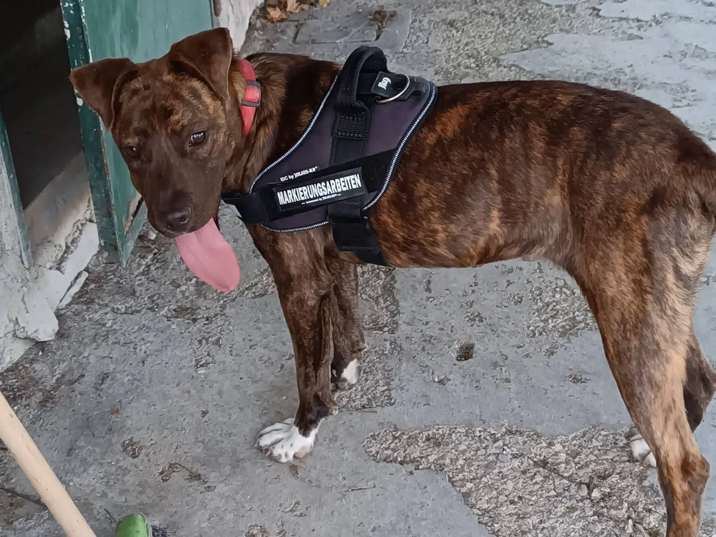 Vuoi adottare un cane a Benevento?