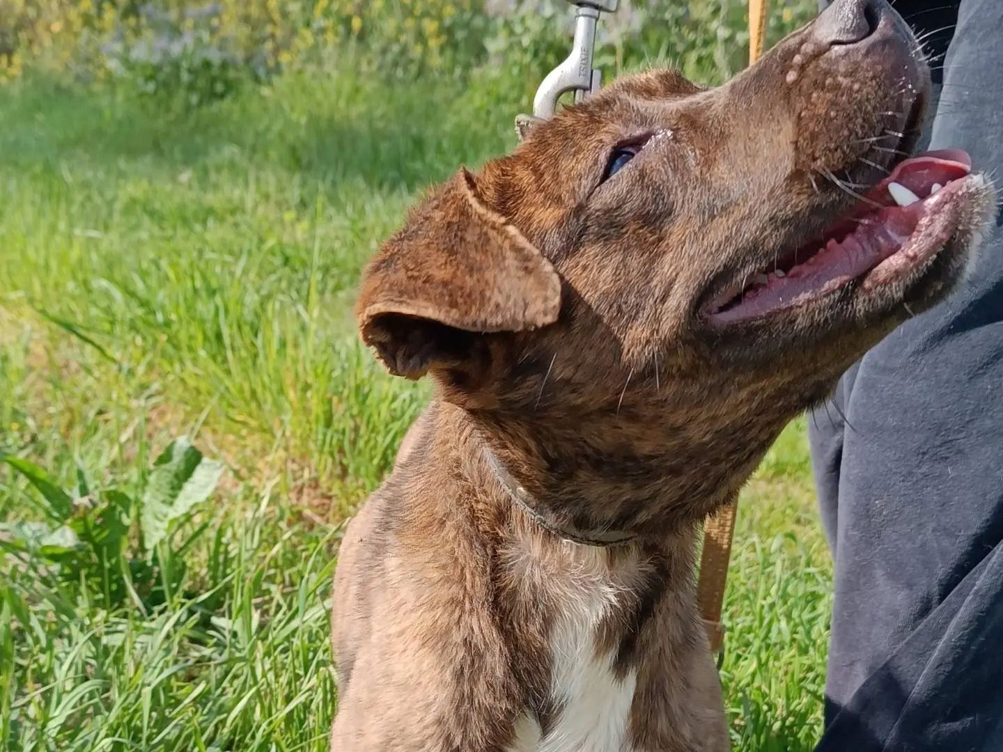 Adozione cane, femmina, Razza sconosciuta Razza sconosciuta, 2 anni e 4 mesi, taglia media contenuta, Benevento