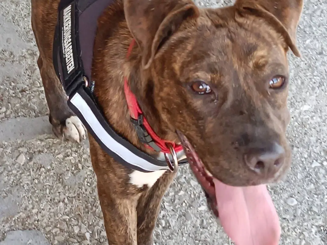 Adotta un cane, taglia media contenuta, femmina, Benevento