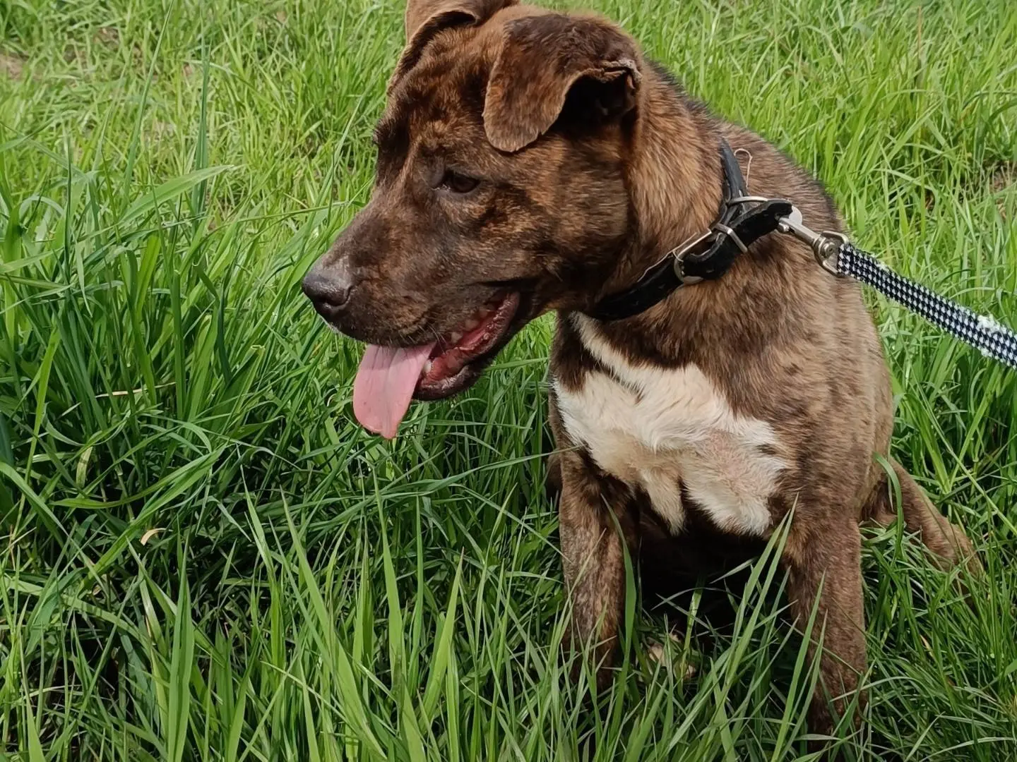 Adotta un cane, femmina, 2 anni e 4 mesi, Benevento