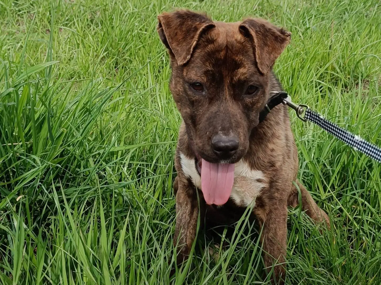 Adotta il cane Solange a Benevento