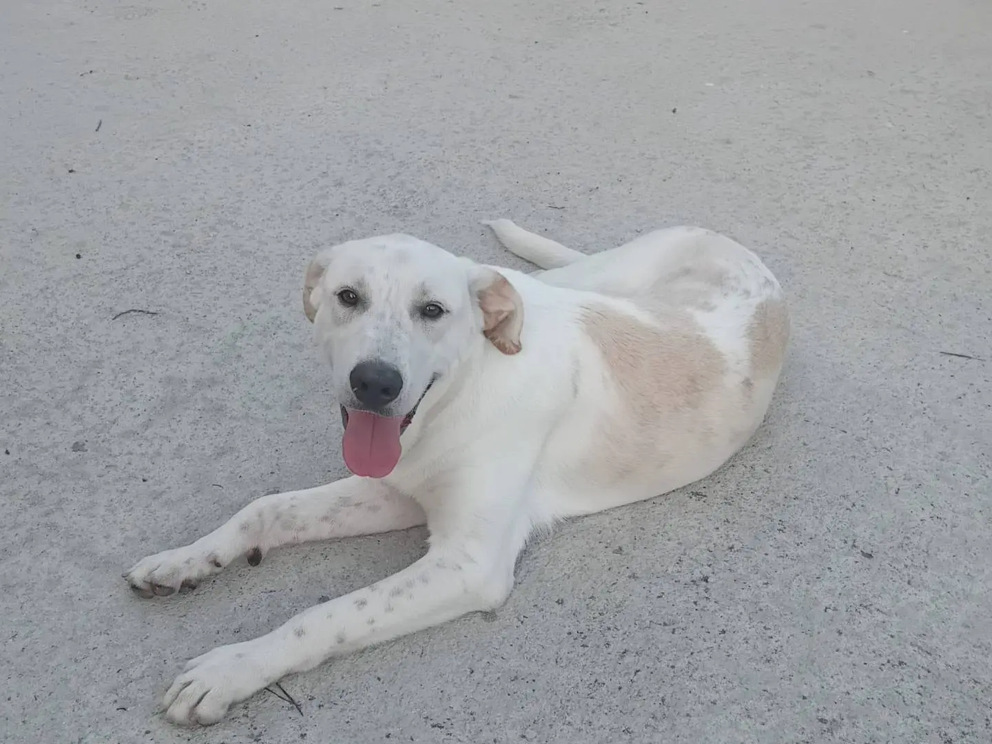 Adotta un cane, taglia media, maschio, Frosinone