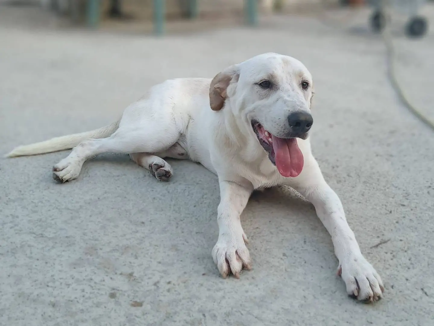 Vuoi adottare un cane a Frosinone?