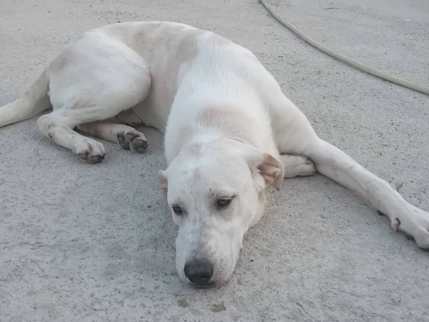 Adotta un cane, maschio, 7 mesi, Frosinone