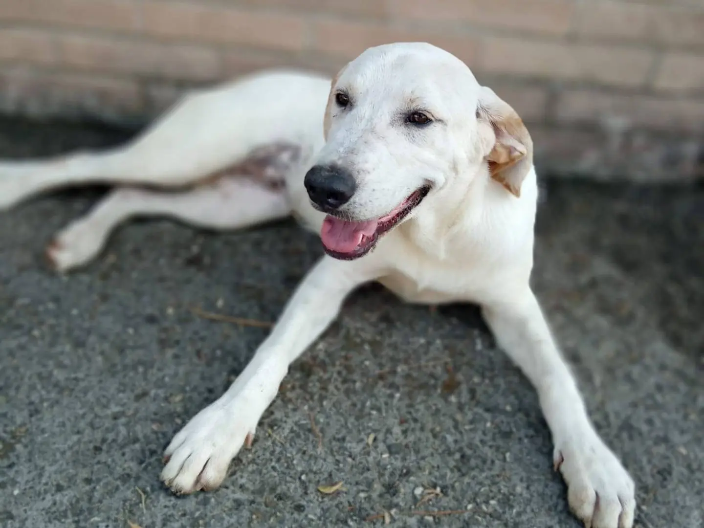 Adotta il cane Roby a Frosinone