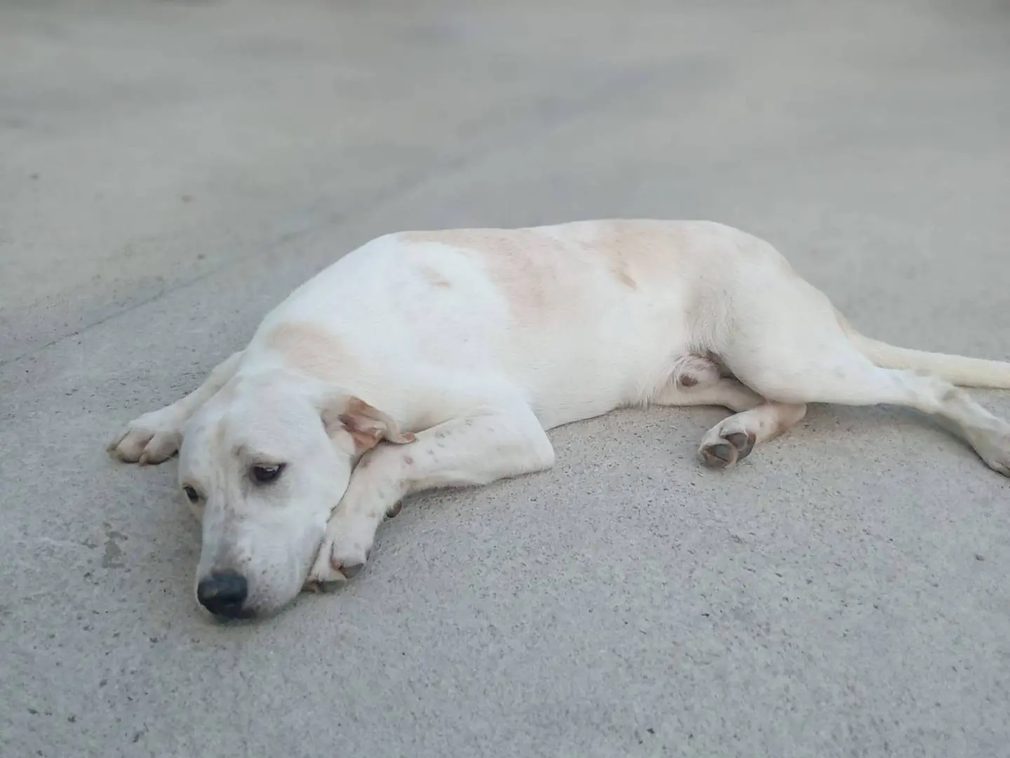 Adozione cane, maschio, Razza sconosciuta Razza sconosciuta, 7 mesi, taglia media, Frosinone