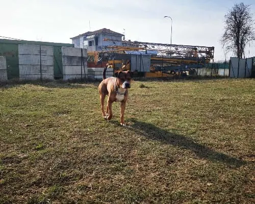 Adotta un cane, taglia gigante, maschio, Monza