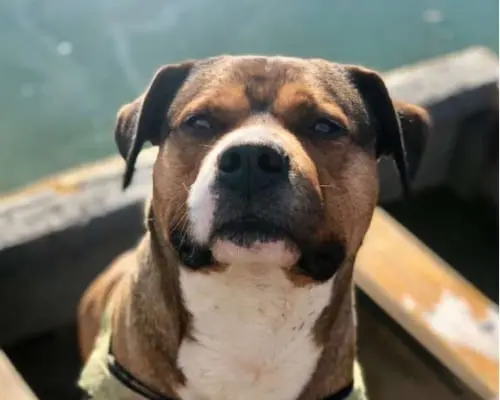 Adozione cane, maschio, Dogo Argentino, 8 anni e 7 mesi, taglia gigante, Monza