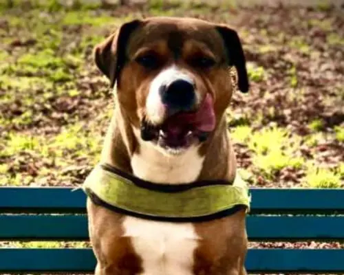 Adotta un cane, maschio, 8 anni e 7 mesi, Monza