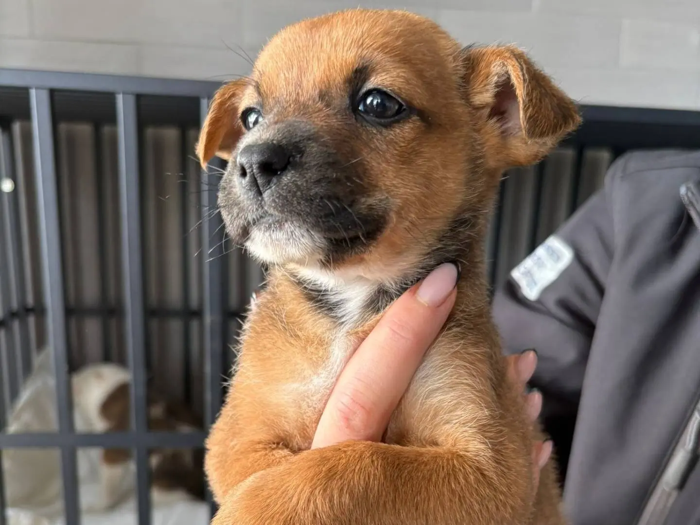 Adozione cane, femmina, Razza sconosciuta Razza sconosciuta, 10 mesi, taglia media, Crotone