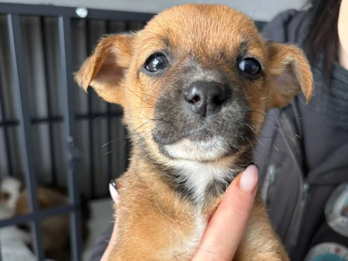 Adotta un cane, taglia media, femmina, Crotone