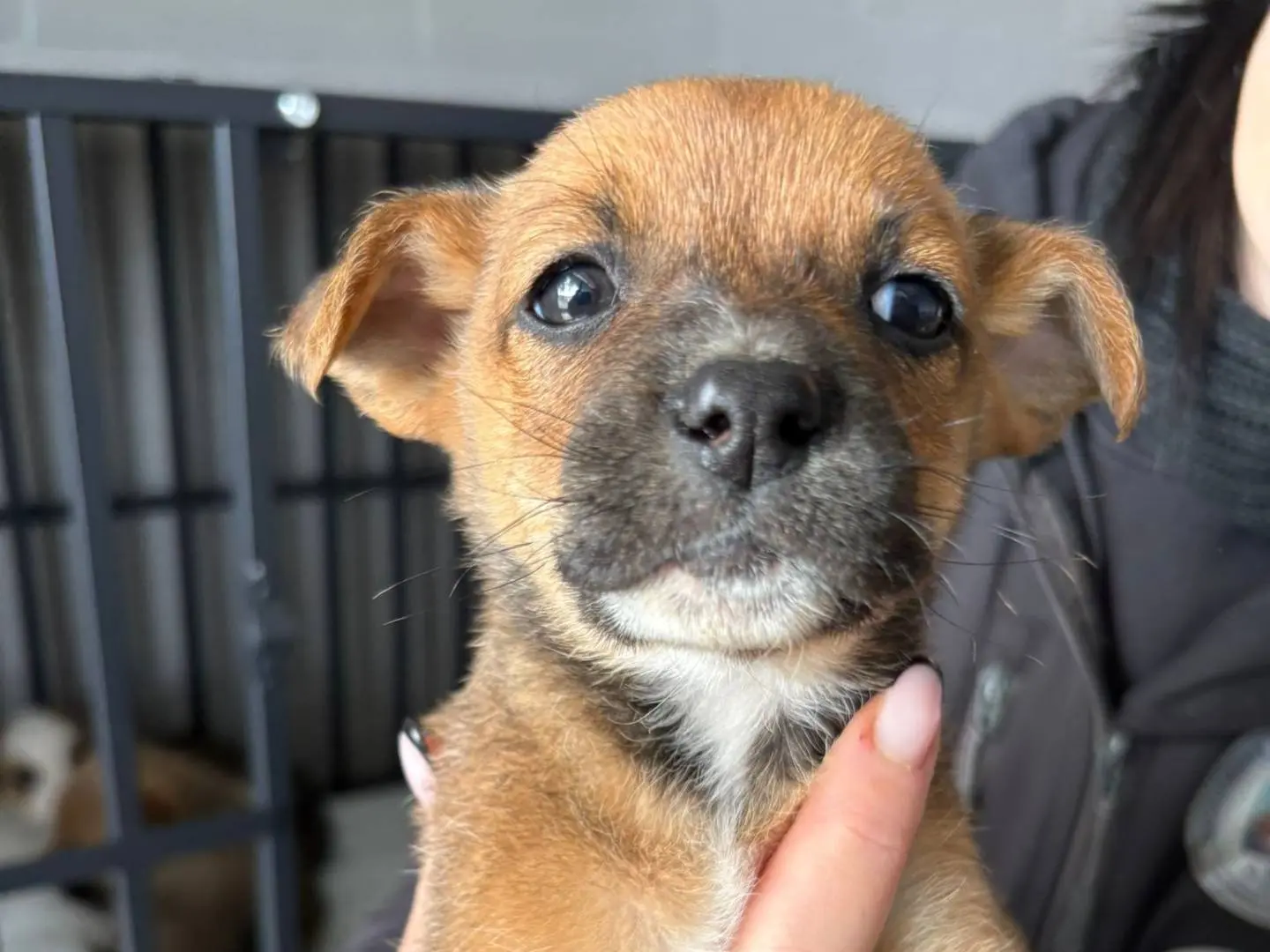 Adotta un cane, femmina, 10 mesi, Crotone
