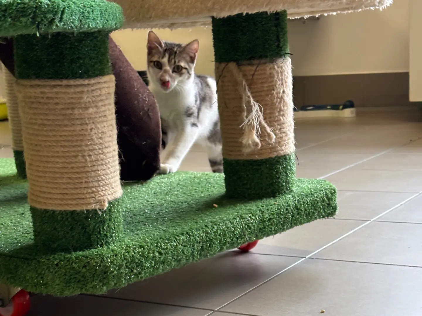 Adotta un gatto, maschio, 6 mesi, Brescia