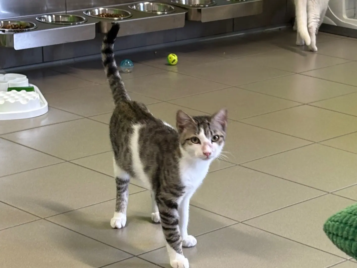 Adozione gatto, maschio, Razza sconosciuta Razza sconosciuta, 6 mesi, taglia non valida, Brescia