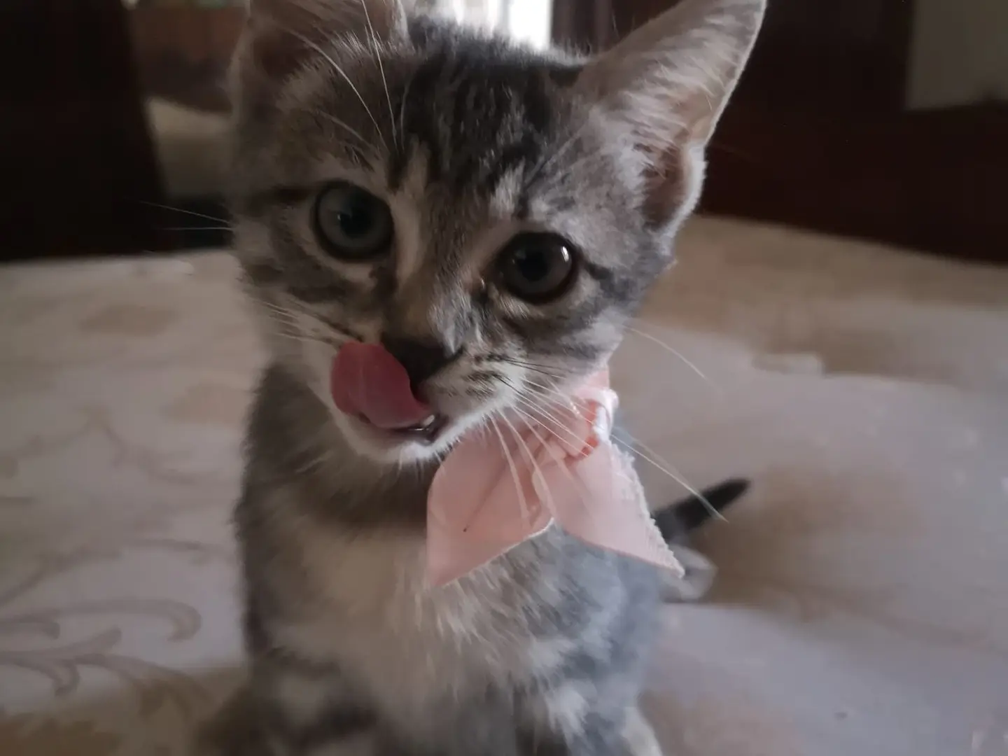 Vuoi adottare un gatto a Napoli?