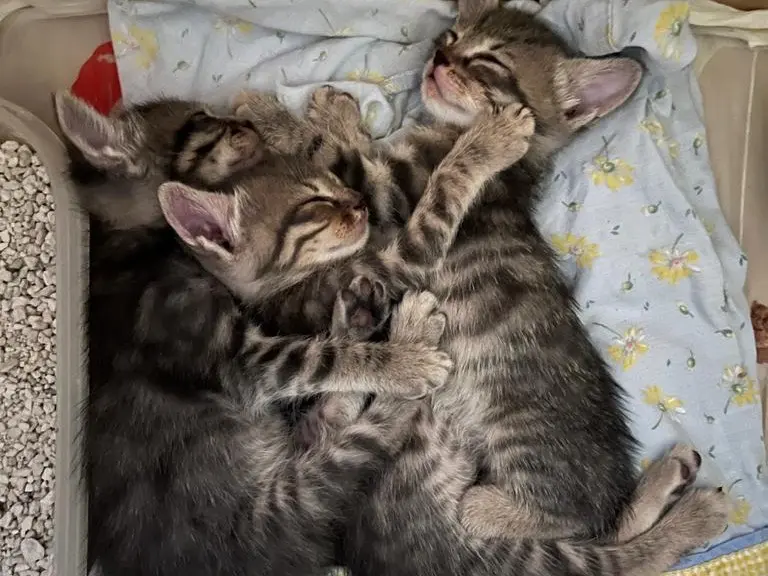 Adozione gatto, maschio, meticcio, 3 anni e 2 mesi, taglia non valida, Napoli