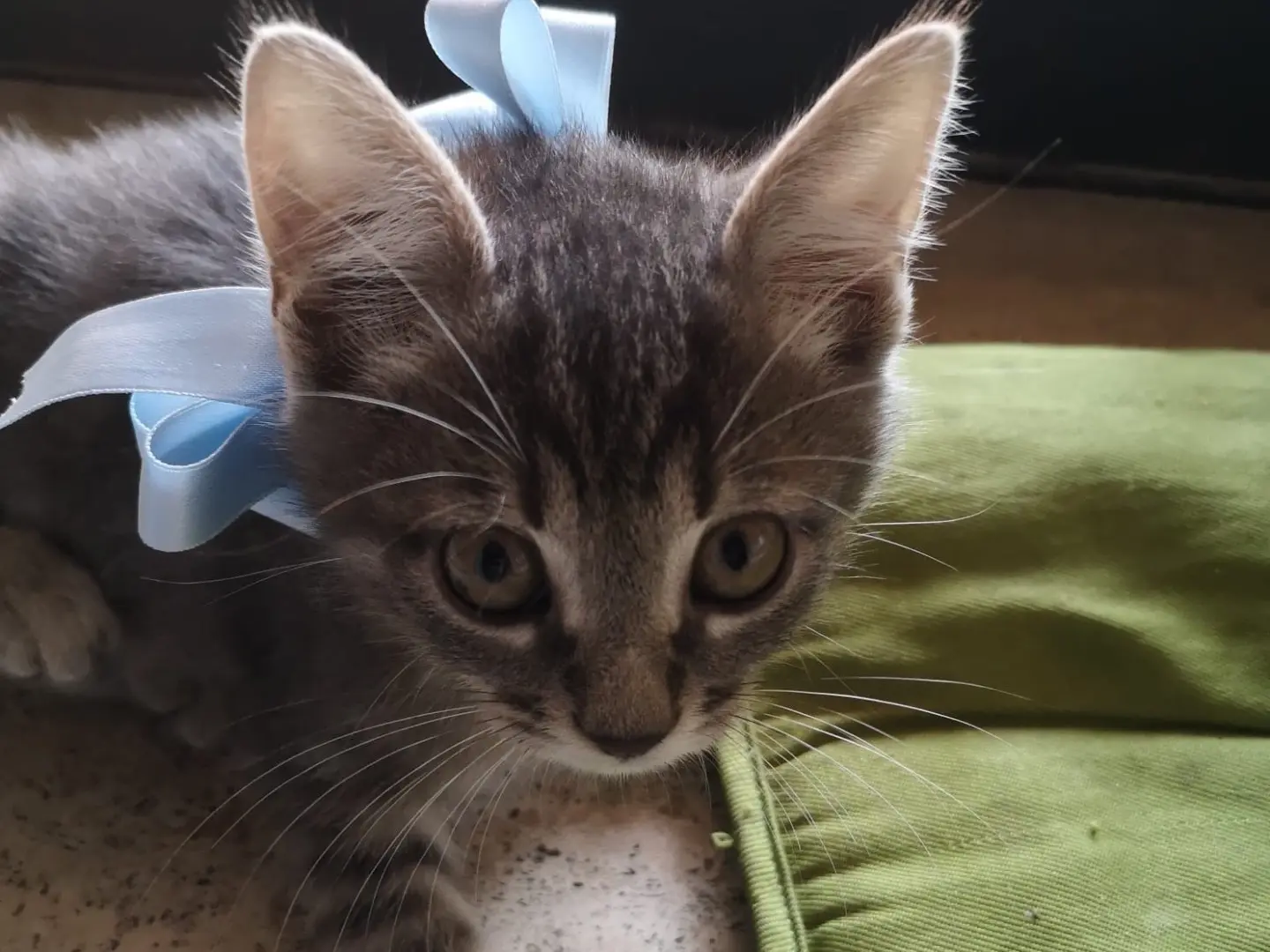 Adotta un gatto, taglia non valida, maschio, Napoli