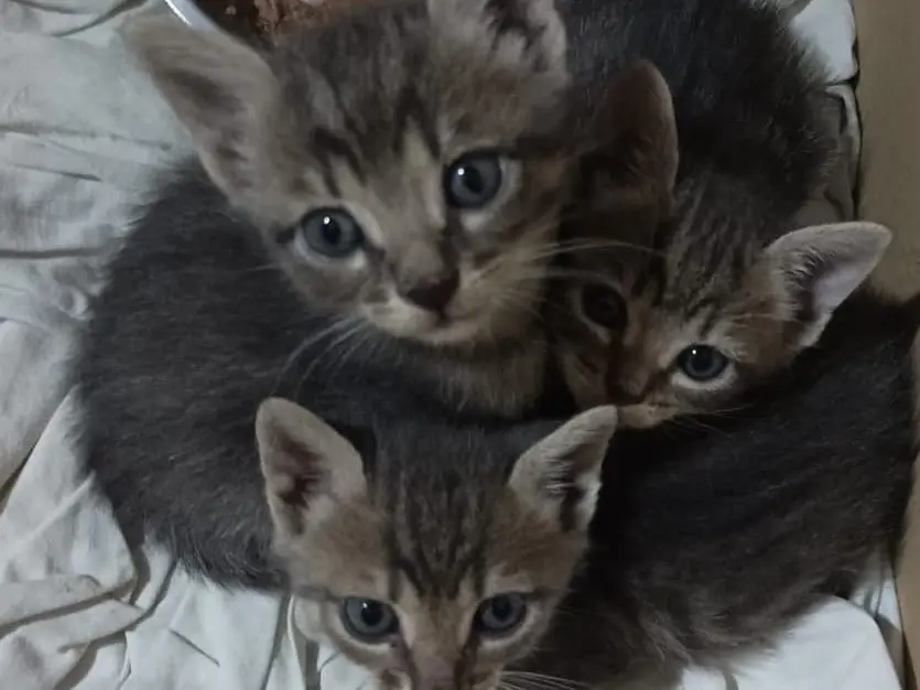 Adotta un gatto, maschio, 3 anni e 2 mesi, Napoli