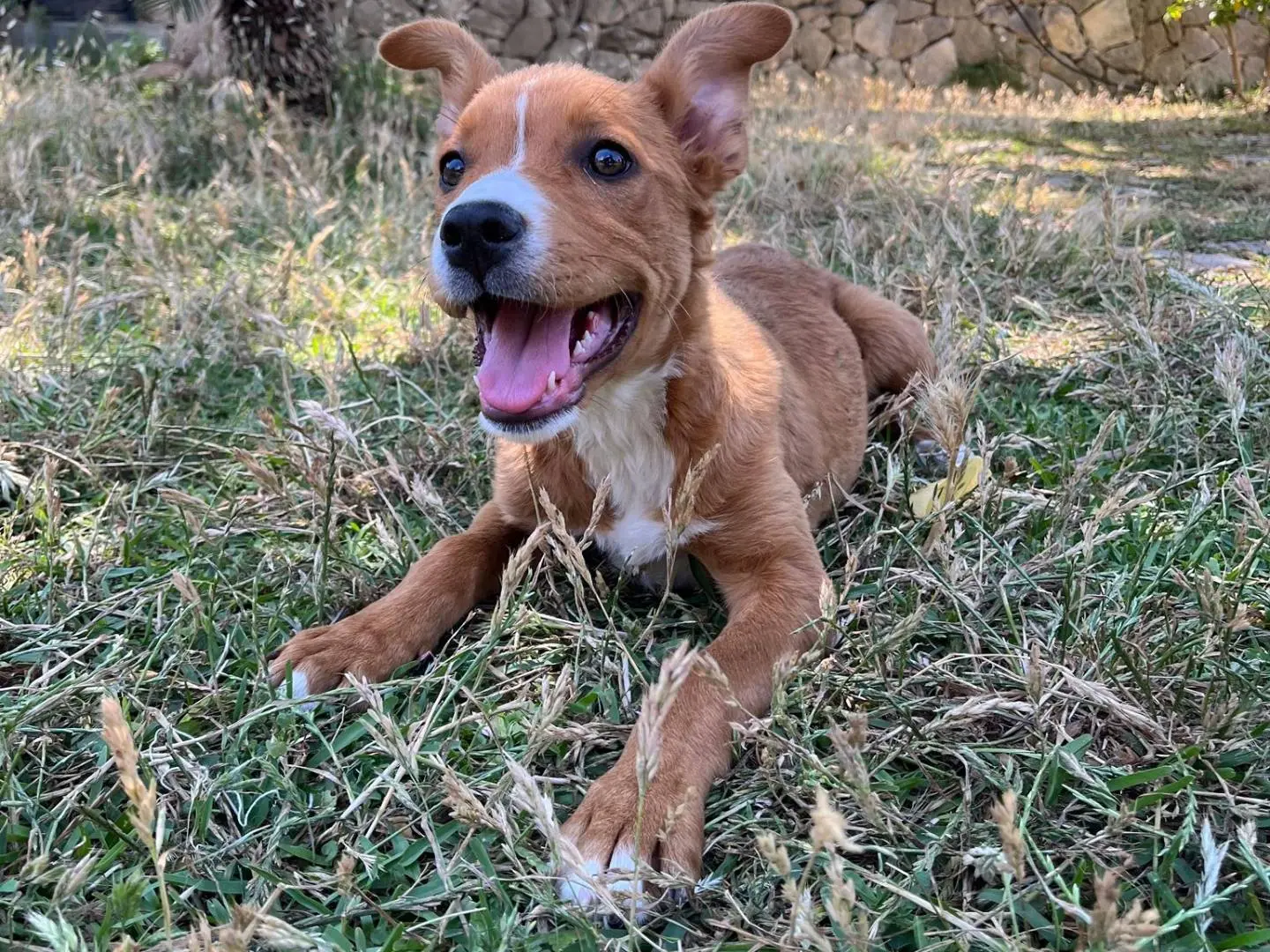 Vuoi adottare un cane a Siracusa?