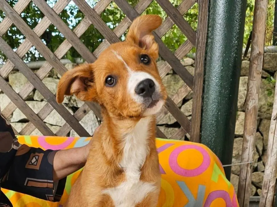 Adozione cane, femmina, Razza sconosciuta Razza sconosciuta, 9 mesi, taglia media, Siracusa