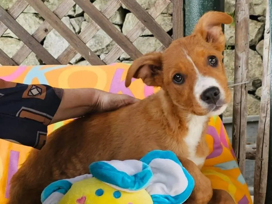 Adotta un cane, femmina, 9 mesi, Siracusa