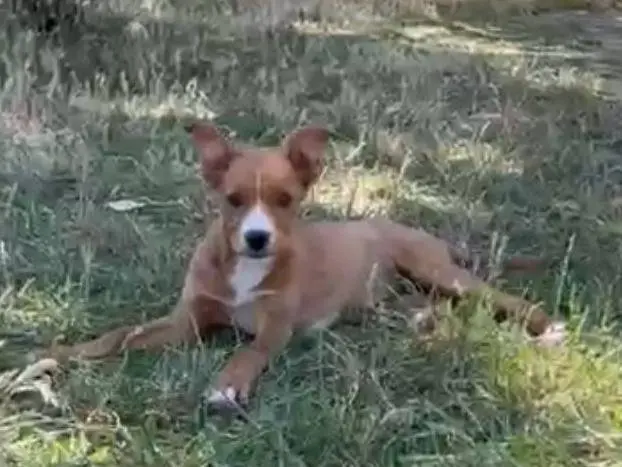 Adotta il cane Laika a Siracusa