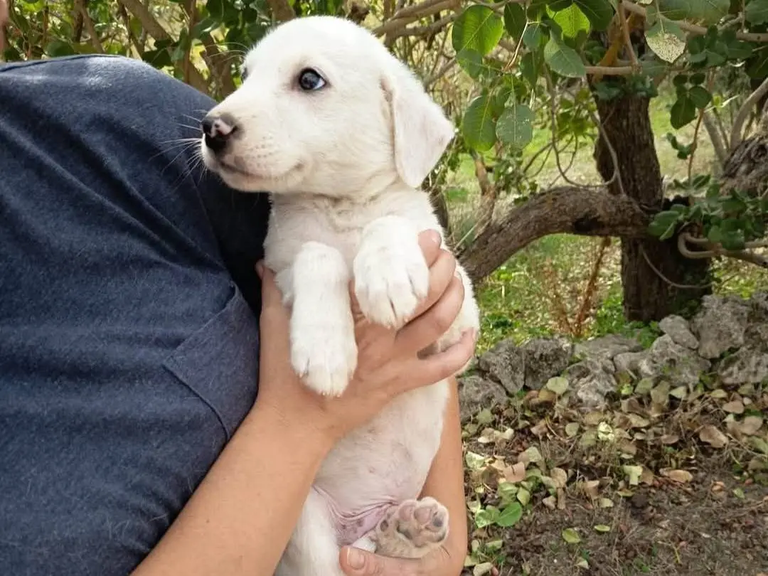 Adotta un cane, taglia media, maschio, Siracusa