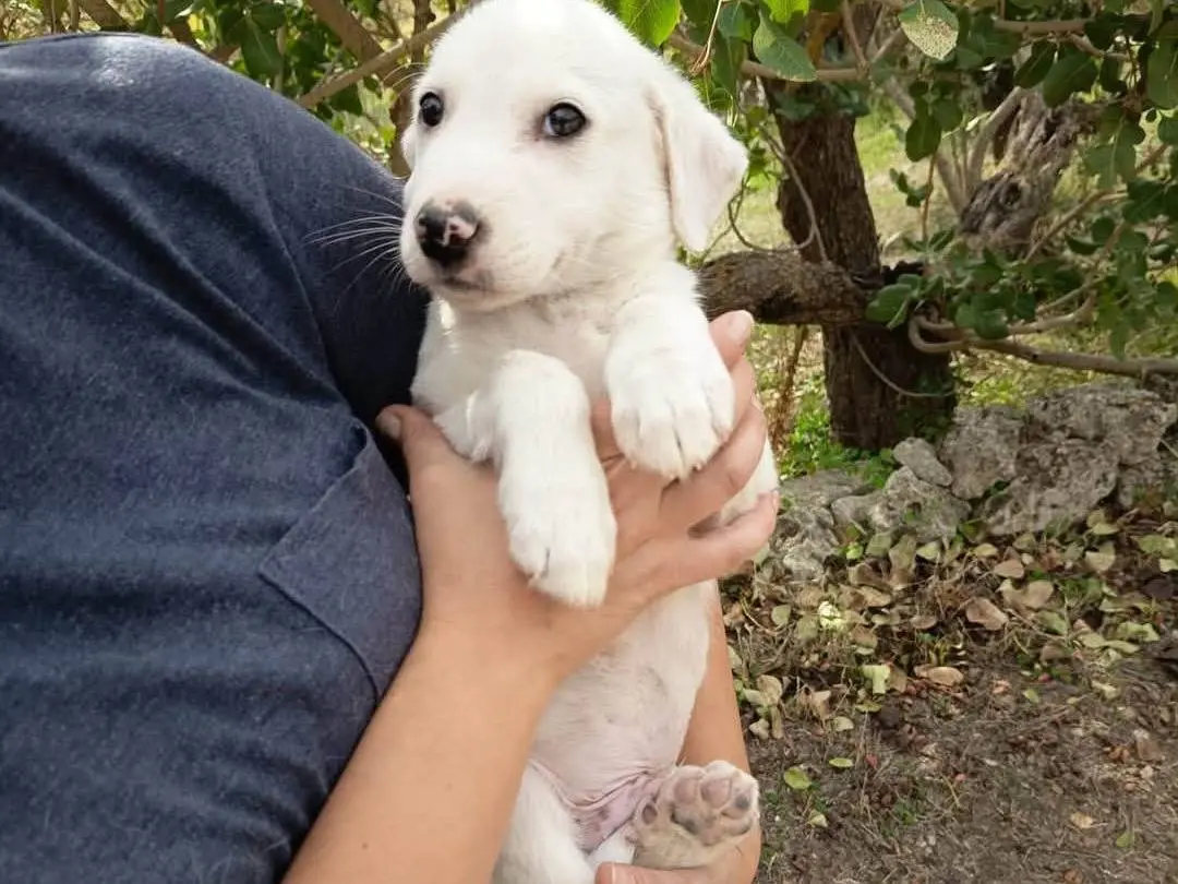 Adozione cane, maschio, Razza sconosciuta Razza sconosciuta, 3 mesi, taglia media, Siracusa