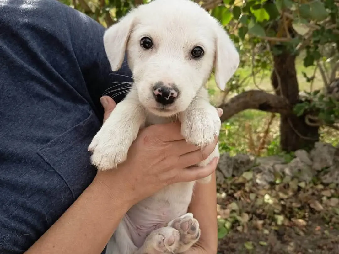 Adotta un cane, maschio, 3 mesi, Siracusa