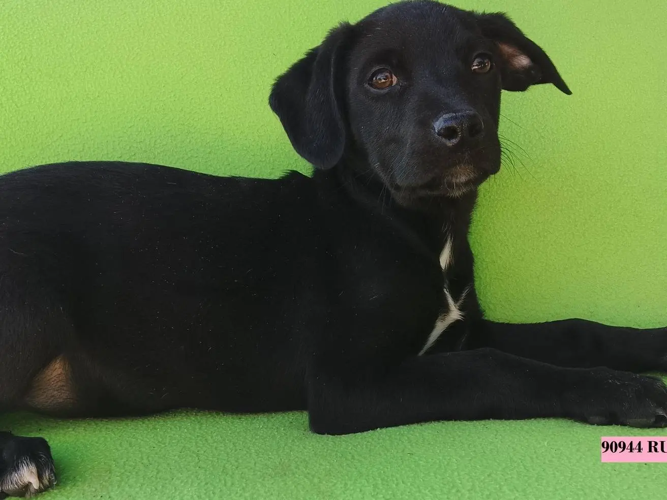 Adozione cane, femmina, Pitbull Razza sconosciuta, 8 mesi, taglia media, Siracusa