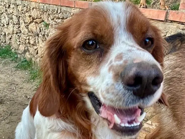 Vuoi adottare un cane a Savona?