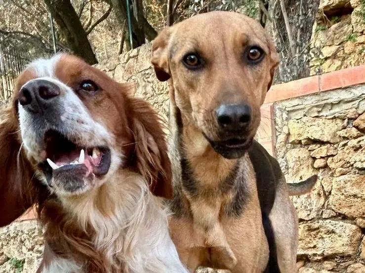 Adotta il cane Poli a Savona