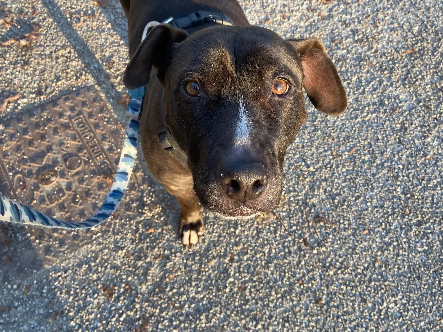 Adotta un cane, taglia grande, femmina, Milano