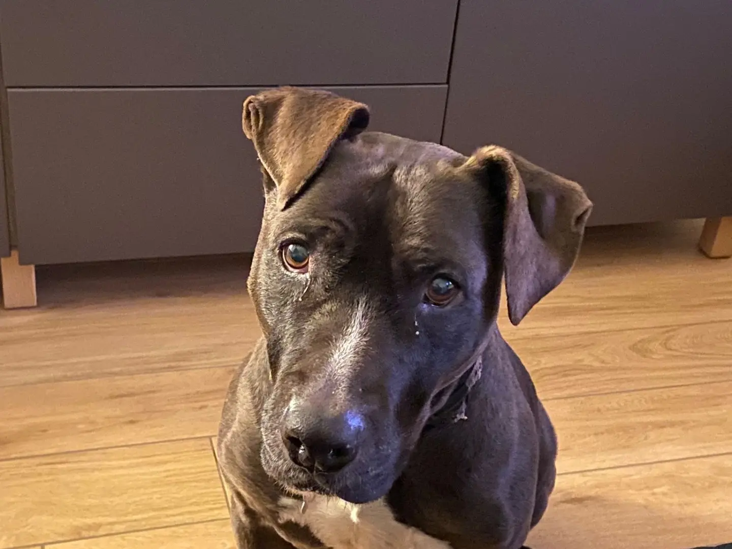 Adotta un cane, femmina, 11 anni e 5 mesi, Milano