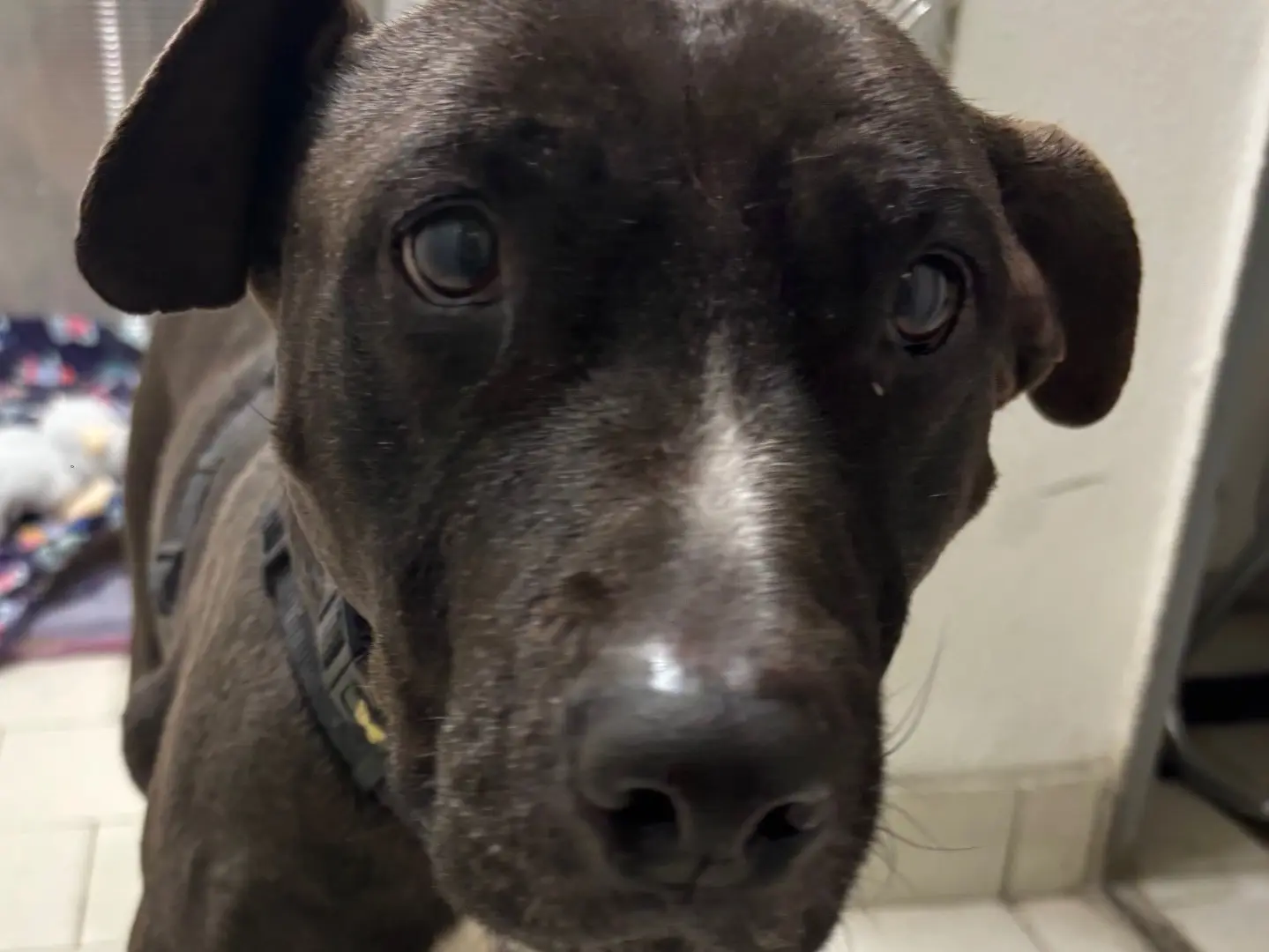 Adotta il cane Asia a Milano